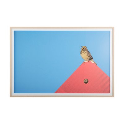 14093 - Morning Song by Mercana Studio a Hand Embellished Textured Framed Photo Art Print Matted under Glass