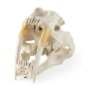 Picture of 57425 - Fozzil 9L x 9W Resin Sabretooth Skull Replica