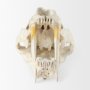 Picture of 57425 - Fozzil 9L x 9W Resin Sabretooth Skull Replica