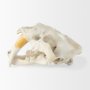 Picture of 57425 - Fozzil 9L x 9W Resin Sabretooth Skull Replica