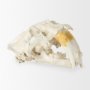 Picture of 57425 - Fozzil 9L x 9W Resin Sabretooth Skull Replica