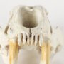 Picture of 57425 - Fozzil 9L x 9W Resin Sabretooth Skull Replica