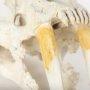 Picture of 57425 - Fozzil 9L x 9W Resin Sabretooth Skull Replica