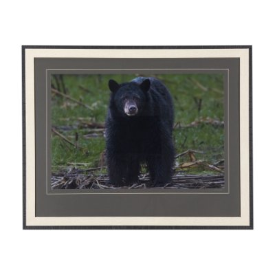14362 - Standing Bear by Chad Mackay a Hand Embellished Textured Framed Photo Art Print Matted under Glass