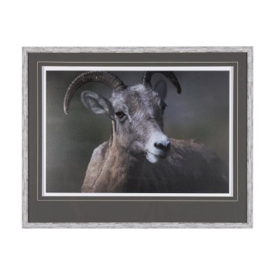 14364 - Big Horn Sheep by Chad Mackay a Hand Embellished Textured Framed Photo Art Print Matted under Glass