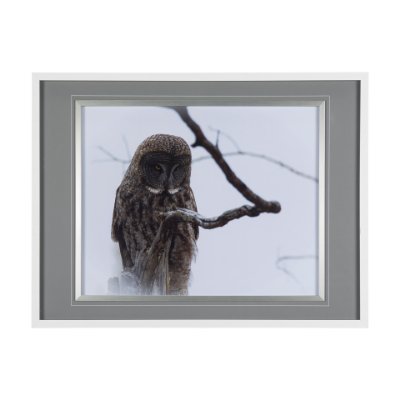 14367 - Grey Owl by Chad Mackay a Hand Embellished Textured Framed Photo Art Print Matted under Glass