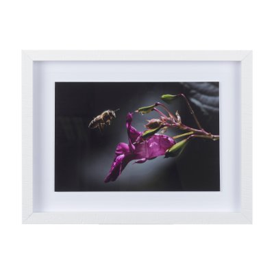 14369 - Honey Bee by Chad Mackay a Framed Photo Art Print Matted under Glass