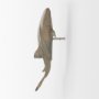 Picture of 57325 - Willa Large Wall Mountable Whale Shark Sculpture