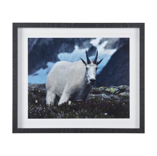 Picture of 14363 - Mountain Goat