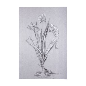 Botanical sketches III (Grey) by Mercana Studio a Hand Embellished Textured Canvas