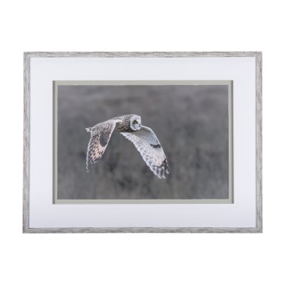 14876 - Owl in Flight by Chad Mackay a Framed Photo Art Print Matted under Glass