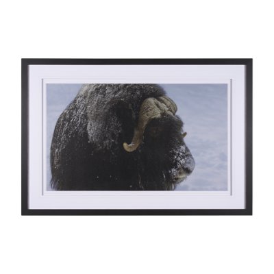 15371 - Muskox by Gary Blatter a Hand Embellished Textured Framed Photo Art Print Matted under Glass