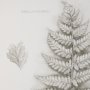 15425 - Fern Study II by Mercana Studio Hand Embelished Framed Art Print Matted under Glass