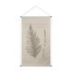 15512 - Fern Study I (Osmundastrum Cinnamomeum)