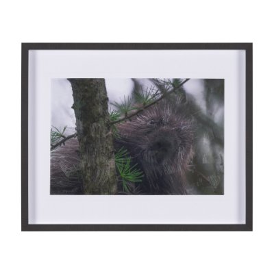 15602 - Porcupine Visit by Chad Mackay a Hand Embellished Framed Photo Art Print Matted under Glass