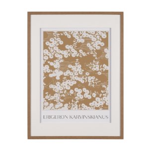 Belleza En Flores II by Mercana Studio a Framed Art Print Matted under Glass