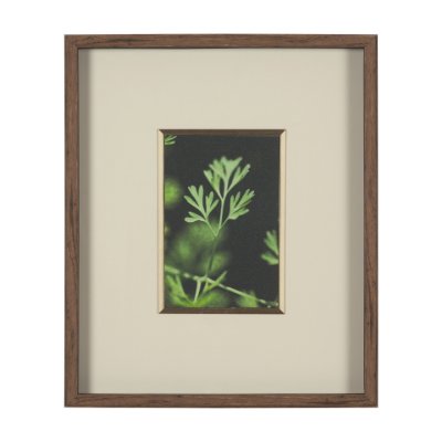15801 - Green Growth by Michael Banks a Hand Embellished Framed Photo Art Print Matted under Glass