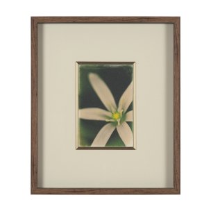 Floral Finesse by Michael Banks a Hand Embellished Framed Photo Art Print Matted under Glass