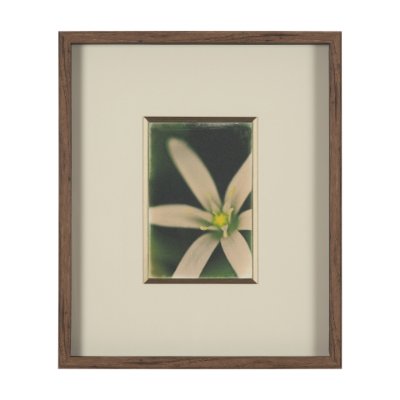 15802 - Floral Finesse by Michael Banks a Hand Embellished Framed Photo Art Print Matted under Glass