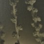 15815 - Hanging Delight by Michael Banks a Hand Embellished Framed Photo Art Print Matted under Glass