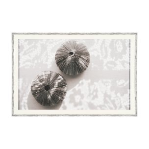 Urchins in Lace I by Deborah Revell a Hand Embellished Framed Print under Glass