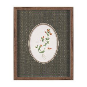 Anagallis Arvensis Flowers by Pierre Joseph Redoute a Hand Embellished Framed Print under Glass