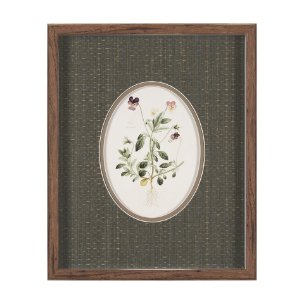 Viola Arvensis Flowers by Pierre Joseph Redoute a Hand Embellished Framed Print under Glass