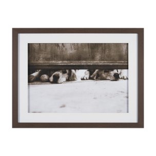 We See You Dogs by Jim Dratfield Framed Photo Print under Glass
