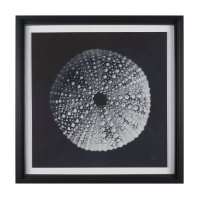 15828 - Urchin Still Life I by Nathan Larson a Hand Embellished Framed Photo Art Print Matted under Glass