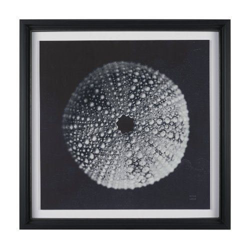 15828 - Urchin Still Life I by Nathan Larson a Hand Embellished Framed Photo Art Print Matted under Glass