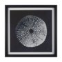 15828 - Urchin Still Life I by Nathan Larson a Hand Embellished Framed Photo Art Print Matted under Glass