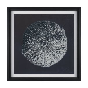 Urchin Still Life II by Nathan Larson a Hand Embellished Framed Photo Art Print Matted under Glass