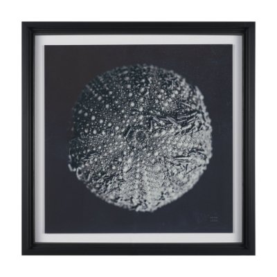 15829 - Urchin Still Life II by Nathan Larson a Hand Embellished Framed Photo Art Print Matted under Glass