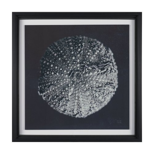 15829 - Urchin Still Life II by Nathan Larson a Hand Embellished Framed Photo Art Print Matted under Glass