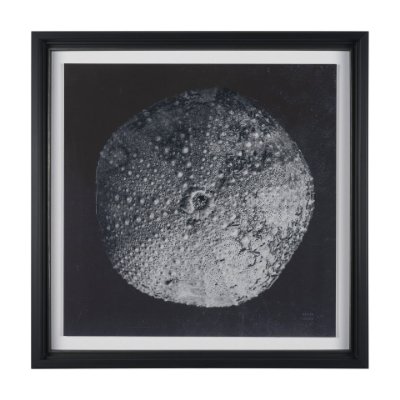 15830 - Urchin Still Life III by Nathan Larson a Hand Embellished Framed Photo Art Print Matted under Glass