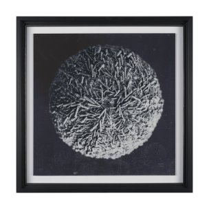 Urchin Still Life IV by Nathan Larson a Hand Embellished Framed Photo Art Print Matted under Glass