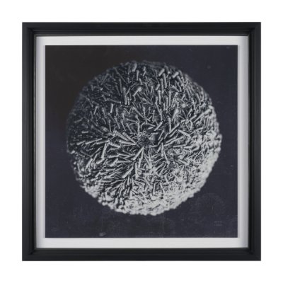 15831 - Urchin Still Life IV by Nathan Larson a Hand Embellished Framed Photo Art Print Matted under Glass