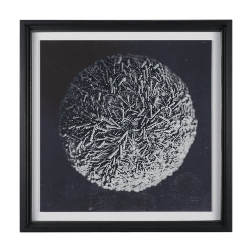 15831 - Urchin Still Life IV by Nathan Larson a Hand Embellished Framed Photo Art Print Matted under Glass