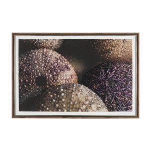 Purple Sea Urchins by Nathan Larson a Hand Embellished Framed Photo Art Print Matted under Glass
