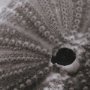 15805_G