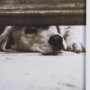 15818 - We See You Dogs by Jim Dratfield Framed Photo Print under Glass