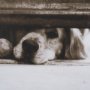 15818 - We See You Dogs by Jim Dratfield Framed Photo Print under Glass