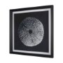 15828 - Urchin Still Life I by Nathan Larson a Hand Embellished Framed Photo Art Print Matted under Glass