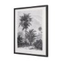 102682-FS - Vintage Palm Tree Drawing V by Les Palmiers Histoire a Hand Embellished Textured Framed Canvas