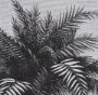 102682-FS - Vintage Palm Tree Drawing V by Les Palmiers Histoire a Hand Embellished Textured Framed Canvas