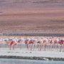 15851 - Pink Flamingoes by Richard Silver Hand Embelished  Framed Artwork Matted under Glass