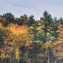 15931 - Fall Reflections by Dimitry Papkov Framed Art Print Matted under Glass