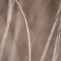 102700-FL - Summer Grass 3 by Mareike Bohmer Hand-Embellished Textured Framed Canvas Art Print