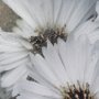 102701-FL - Tiny Flowers 3 by Mareike Bohmer Hand-Embellished Textured Framed Canvas Art Print