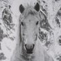 15930 - Majestic Mane - Snowscape by Matt Roseveare Framed Art Print Matted under Glass